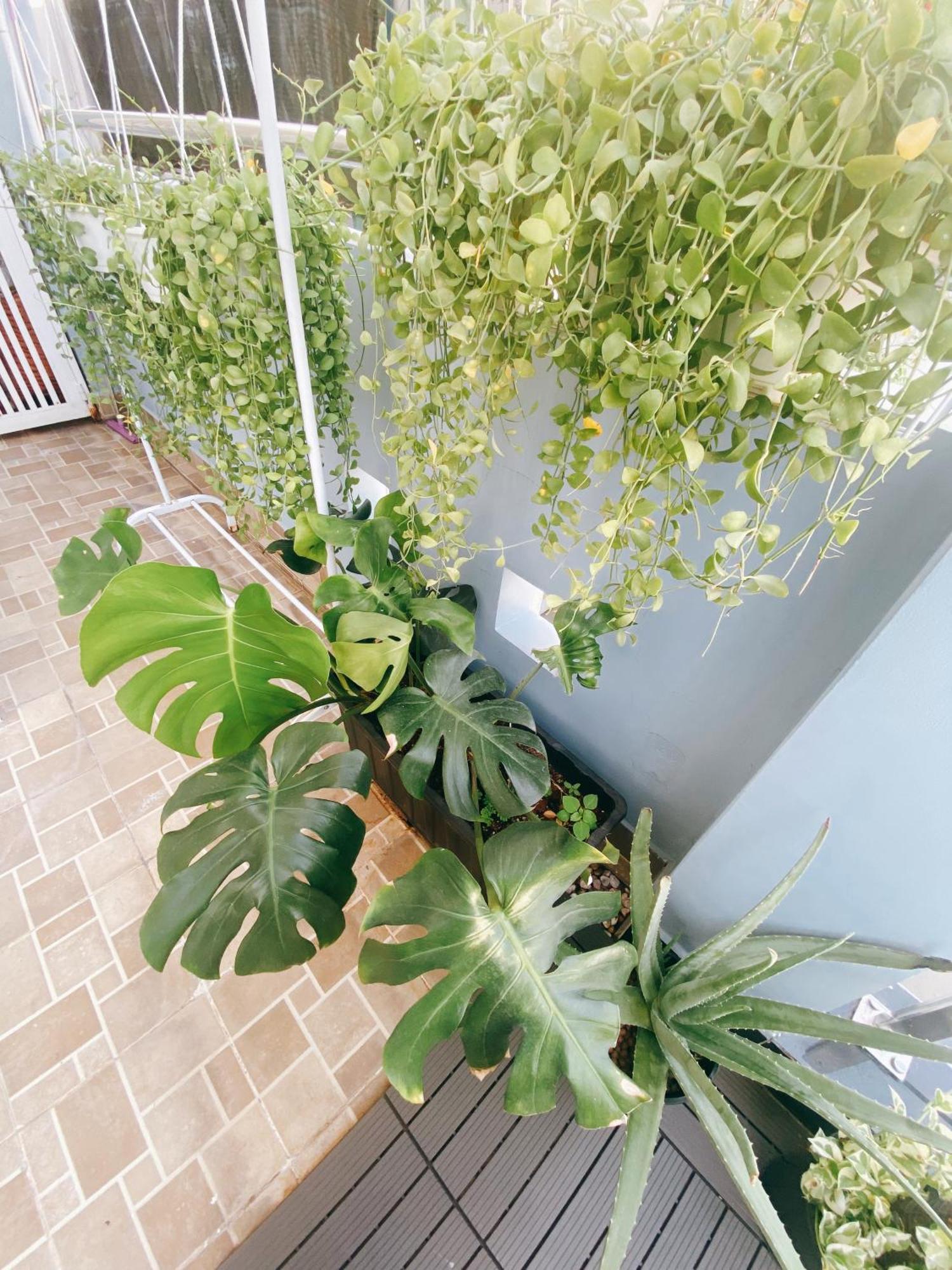 Casa de hóspedes Saigonese Cidade de Ho Chi Minh